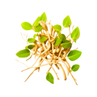 böna plantor ai genererad png