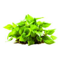 Fresh basil leaves png