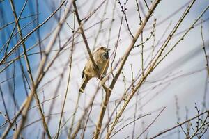 backdrop of the bird. bird on the tree and blue sky photo