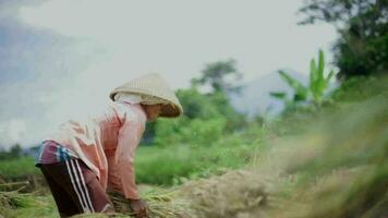 bandung, em janeiro 15 2023, agricultores estão colheita arroz dentro a Campos, dentro oeste java-indonesia. video