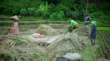 bandung, sur janvier 15 2023, Les agriculteurs sont travail sur le des champs avec traditionnel outils, dans Ouest java-indonésie. video
