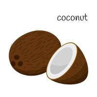 Coconut whole and half. Tropical, exotic fruit icon. Nut. Flat design. Color vector illustration isolated on a white background.