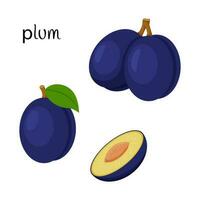 A whole plum with a twig and leaf and a cut half with a seed. Fruit icon. Flat design. Color vector illustration isolated on a white background.