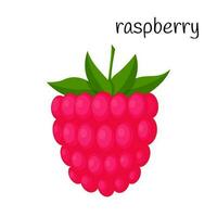 Raspberries with leaves. A single illustration. Fruit, berry icon. Flat design. Color vector illustration isolated on a white background.