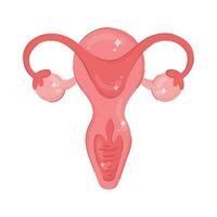 uterus feminine organ isolated icon vector