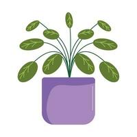 houseplant in purple pot nature icon vector