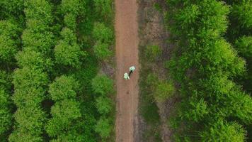 biologi su nel il campo esaminare eucalipto foreste con dati record per ricerca. maschio e femmina ambientale ingegneri ricerca con record nel il foresta per sviluppare. video