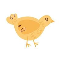 little chick farm animal character vector