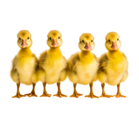 Duck American Pekin png