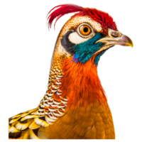 neck of colourful pheasant png