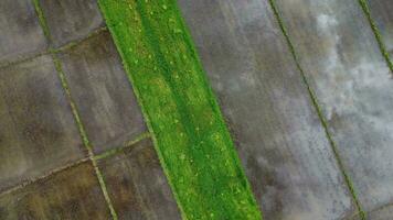 Antenne Aussicht von Grün fruchtbar Ackerland von Reis Felder. schön Landschaften von landwirtschaftlich oder kultivieren Bereiche im tropisch Länder video