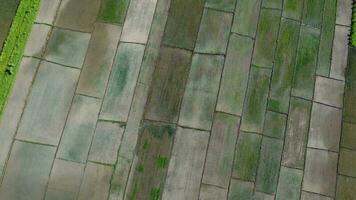 aérien vue de vert fertile les terres agricoles de riz des champs. magnifique paysages de agricole ou cultiver zones dans tropical des pays video
