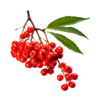 sorbus aucuparia träd blad bär ai generativ png