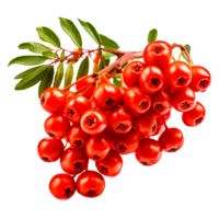 Sorbus aucuparia Tree Leaf Berry png