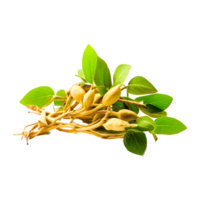 soybean with leaves png