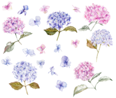 Fall set with blue and pink hydrangea flowers. For cards, backgrounds. Watercolor illustration for scrapbooking. Perfect for wedding invitation. png