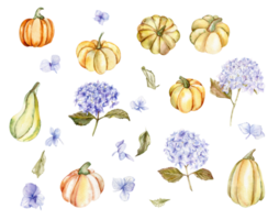 Fall set with blue hydrangea and pumpkins. png