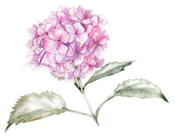 rosa hortensia blomma. png