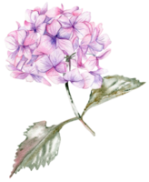 Pink hydrangea flower. png