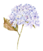 blå hortensia blomma. png