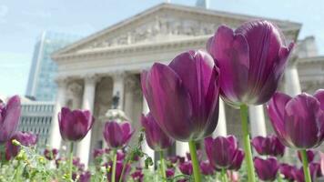 Black Purple Tulip or Tulipa in the wind sunny summer weather. Tulips Dutch or Netherland flower in the garden of Bank Station junction road of London England. Tulipa flowers blooming and old building video