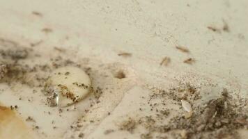 macro cenas do formiga colônia subterrâneo com orifício dentro casa cozinha chão. video