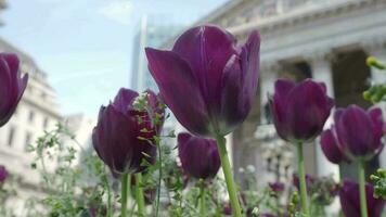 Black Purple Tulip or Tulipa in the wind sunny summer weather. Tulips Dutch or Netherland flower in the garden of Bank Station junction road of London England. Tulipa flowers blooming and old building video