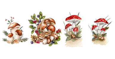 waterverf hand- getrokken herfst bladeren en champignons. png