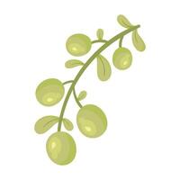 branch with green olive seeds icon vector