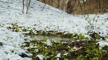 voorjaar Woud na de sneeuwval. lente water stroom. Woud rivier- in de winter. groen gras, bloemen en bomen gedekt met vorst video