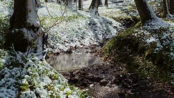 primavera foresta dopo il nevicata. primavera acqua flusso. foresta fiume nel il inverno. verde erba, fiori e alberi coperto con brina video