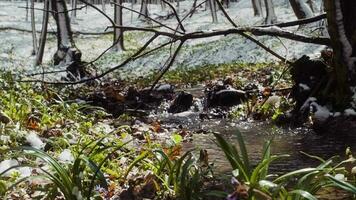 Frühling Wald nach das Schneefall. Frühling Wasser Strom. Wald Fluss im das Winter. Grün Gras, Blumen und Bäume bedeckt mit Frost video