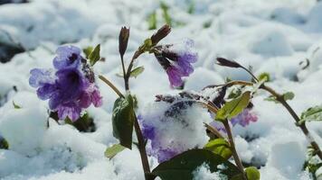 Lungwort flowers covered with snow and ice close up. Springtime wild flowers in european forest. Pulmonaria officinalis known as lungwort, common lungwort, Mary's tears or Our Lady's milk drops. video