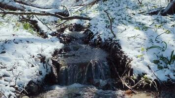 Spring forest after the snowfall. Springtime water stream. Forest river in the winter. Green grass, flowers and trees covered with frost video