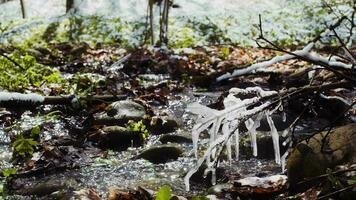 Spring forest after the snowfall. Springtime water stream. Forest river in the winter. Green grass, flowers and trees covered with frost video