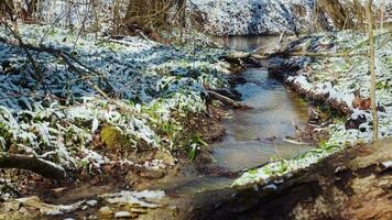 Spring forest after the snowfall. Springtime water stream. Forest river in the winter. Green grass, flowers and trees covered with frost video