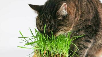Tabby cat eats green oat grass sprouts on white background video