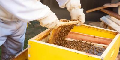 bee keeping and honey production photo