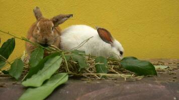 el peludo y mullido linda pequeño blanco y rojo marrón Conejo es comiendo verde hojas con delicia en un Conejo levantamiento granja video