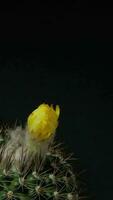 flor de cacto florescendo vídeo de lapso de tempo vertical. video