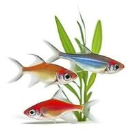 Tetras isolated on white background, generate ai photo