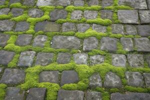 empedrado acera, verde musgo Entre ladrillo antecedentes. antiguo Roca pavimento textura. enguijarrado de cerca con verde césped en el costuras Roca pavimentado pasarela en antiguo pueblo foto