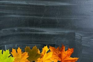 Autumn background with fall leaves. Black chalkboard in center with copy space for your text. Cozy Autumn Still Life. Back to School Concept. photo