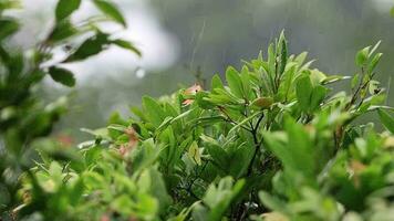 lindo chuva queda baixa em para árvores video