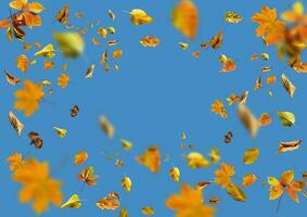 Isolated autumn leaves blue background photo