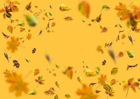 Isolated autumn leaves yellow background photo