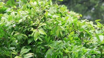 Beautiful rain falling down on to trees video