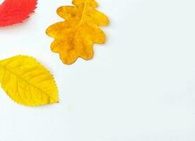 Multicolored leaves. Colorful autumn leaves collection isolated on white background photo