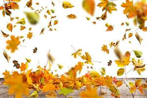 pila de otoño de colores hojas aislado en blanco fondo.a montón de diferente arce seco hoja. rojo y vistoso follaje colores en el otoño temporada foto