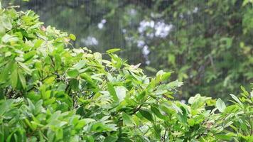 Top view of beautiful dark greenish leaves on a rainy day video